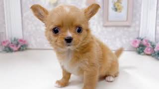 チワワ（ロング）の動画01
