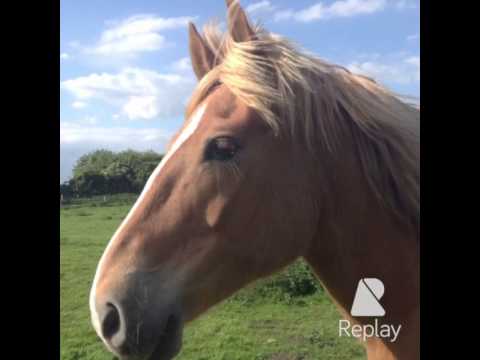 Claude 7 year old Comtois gelding Nov 2015