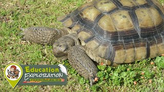 Desert Tortoise I Education Exploration Keeper Talk
