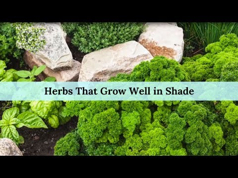 download lagu mp3 mp4 Herbs That Grow In Shade, download lagu Herbs That Grow In Shade gratis, unduh video klip Herbs That Grow In Shade