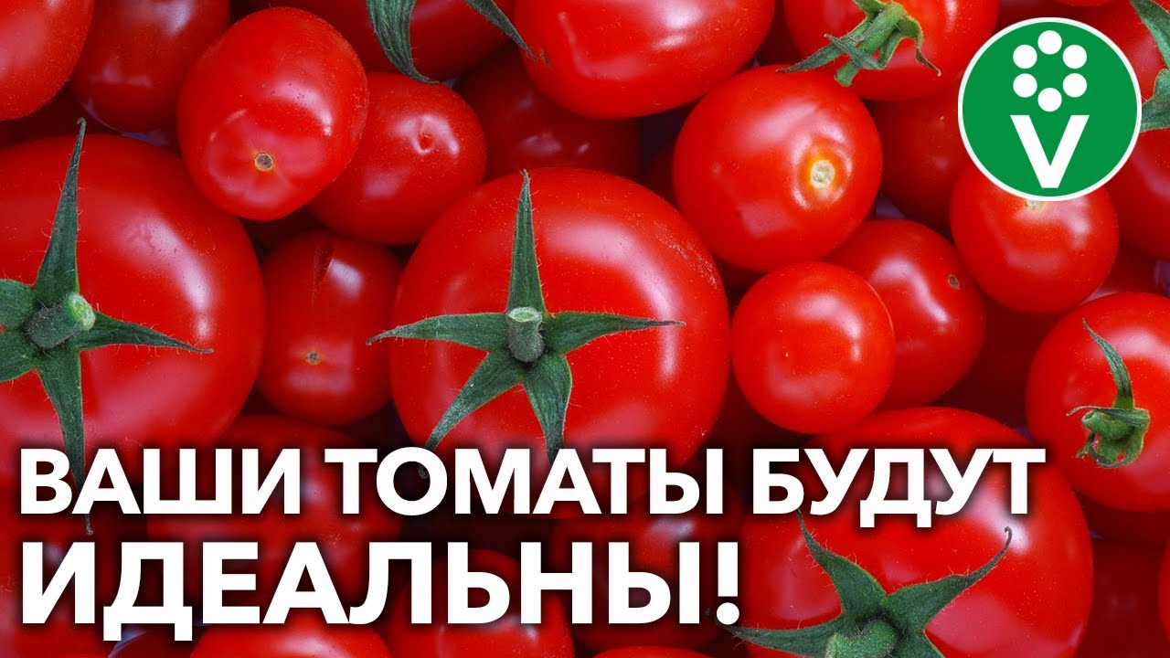 Вершинная гниль не лишит вас урожая томатов, если поможете растениям так!