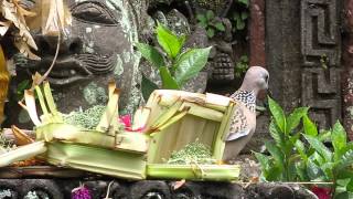  2015-05-02 Bird eating offerings, Ubud