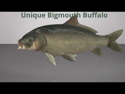 Fishing Planet unique Bigmouth Buffalo