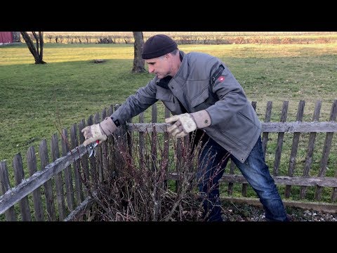 10 Rosenschnitt im Winter – die Fortsetzung