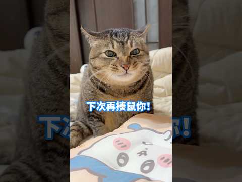 被舅舅隔著棉被偷摸🦭自己愛看又愛生氣🔥 【麻吉太郎】 #癱瘓貓 #貓 #可愛 #cute #shorts