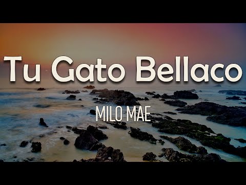 Milo Mae - Tu Gato Bellaco (Letra) | Así que dile que te deje Que tú ya no quieres