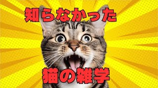 猫好き必見！！知らないと損する雑学５選
