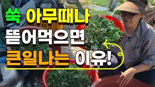 쑥 아무때나 뜯어먹으면 절대 안되는이유 쑥의효능 4가지 알려드립니다.