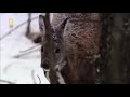 Kijang Kasturi | Musk Deer