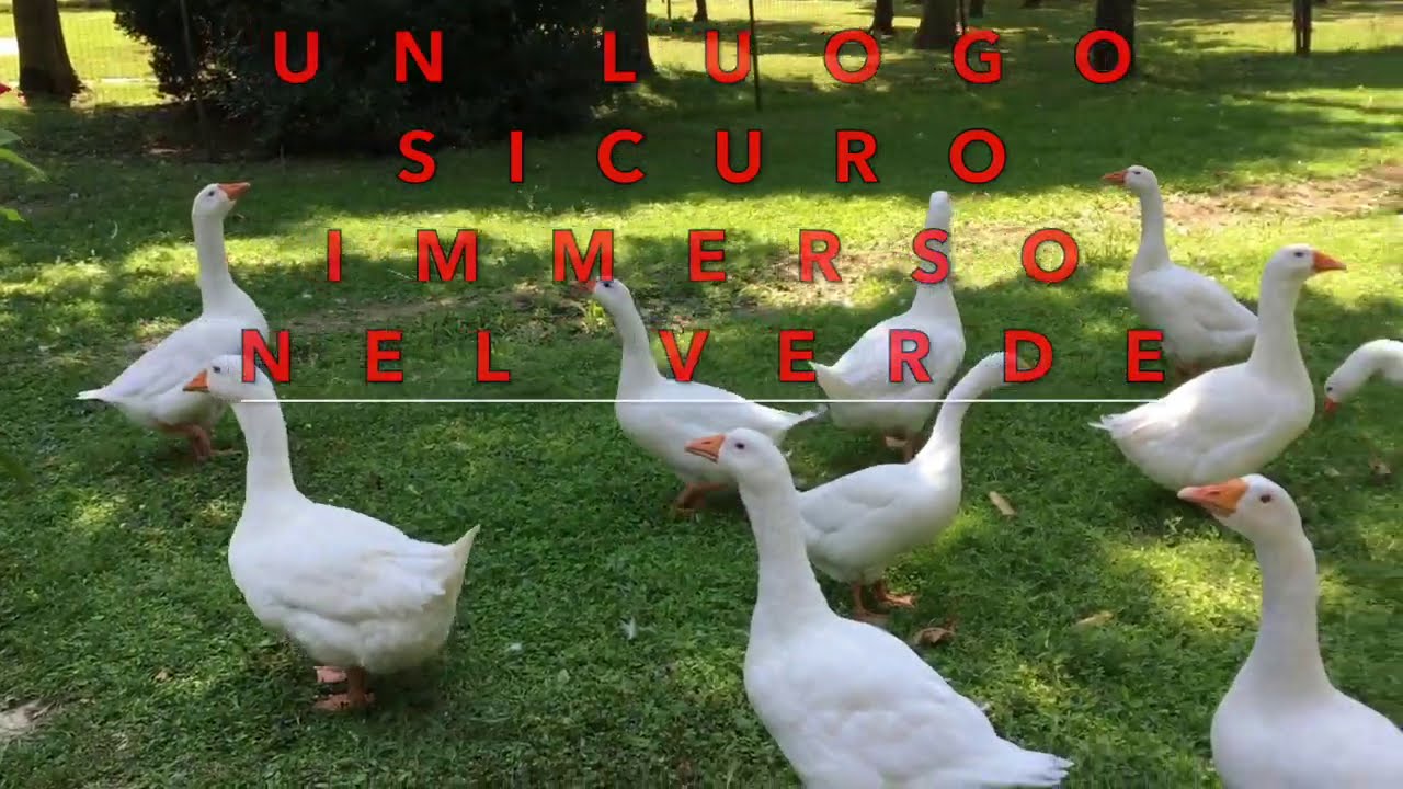 UN POSTO SICURO - Il ristorante la Quercia di rosa Quercia è una posto sicuro