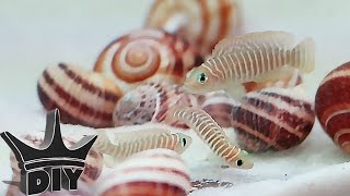 SHELL DWELLING AQUARIUM FISH!