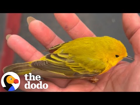 Stunned Tiny Bird Turns An Ordinary Workday Into A Magical Moment | The Dodo