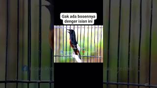 Download lagu Murai batu gacor full isian tembakan mp3