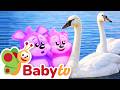 Discovering Swans Real Animals For Kids To Learn BabyTV