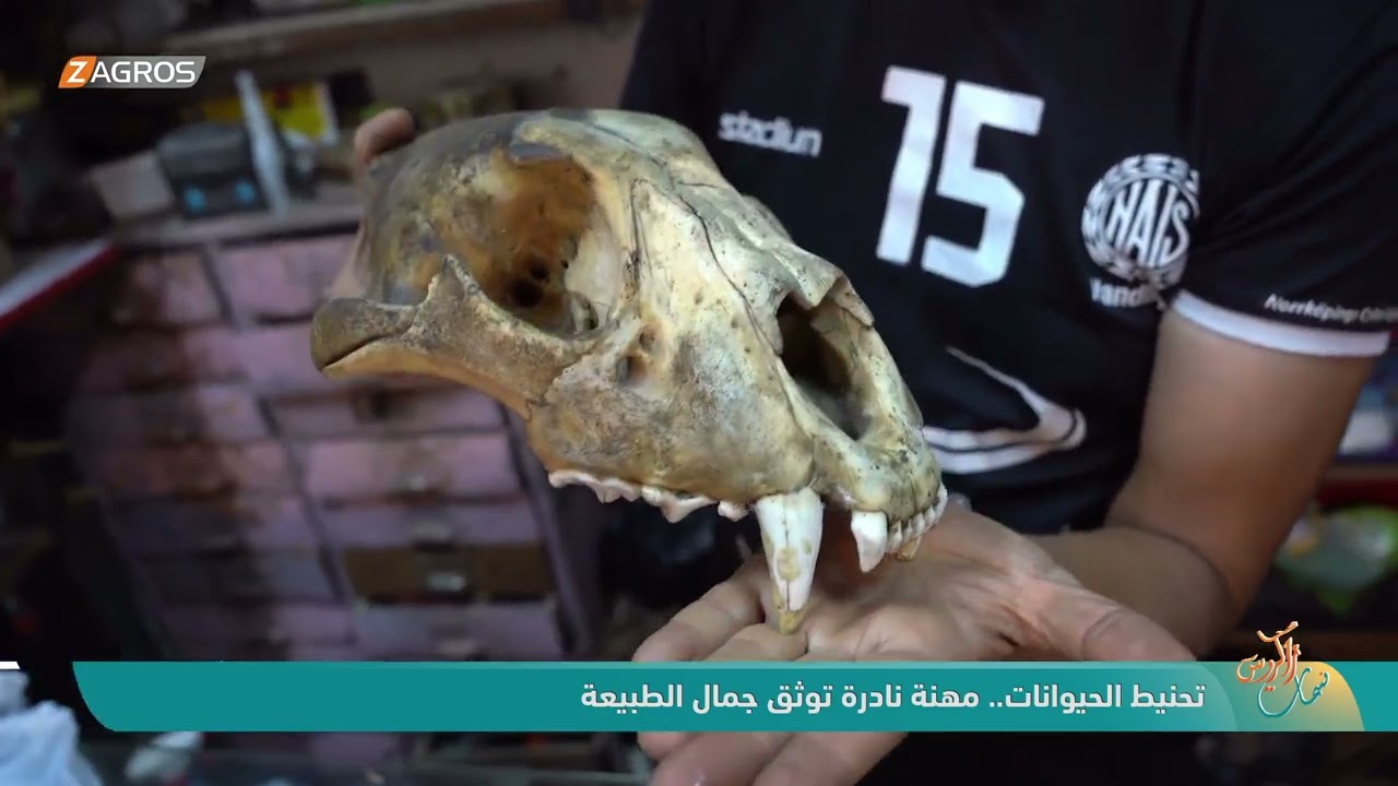 فيديو | تحنيط الحيوانات.. مهنة نادرة توثق جمال الطبيعة #نسمات_زاكروس