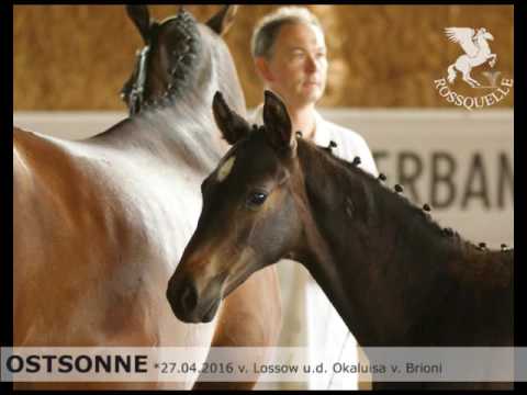 Trakehner Fohlenmusterung in Günzburg