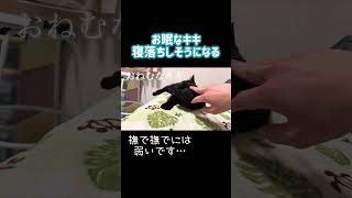 暗闇でずっと鳴いてました🐈‍⬛ #猫 #黒猫 #猫動画