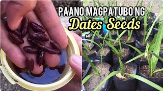 Paano Magpadami ng Dates or Tamur Tree - Middle Eastern Tree Plant