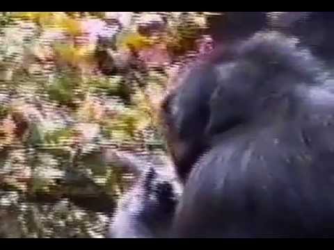 Monkey Falling Out Of Tree Smelling Finger