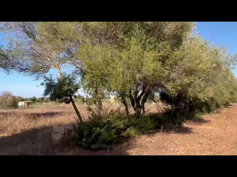 Terreno rústico en venta ben Algaida, Mallorca, Isla Baleares, España