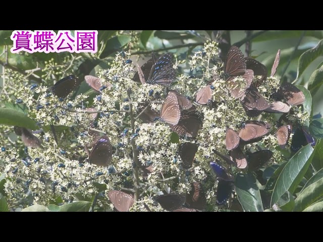 <html>
<body>
Film for Purple Butterfly2022.2.27
</body>
</html>

