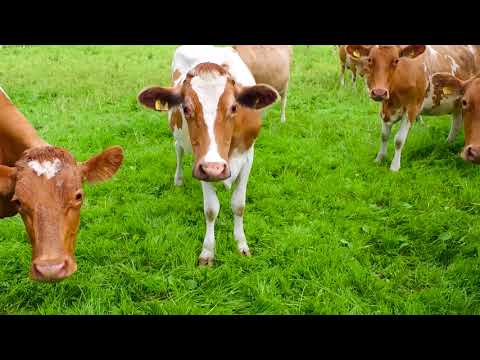 Rich Live Natural Yogurt, Organic, Brown Cow Organics (145g x 4)