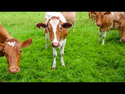 Brown Cow Organics