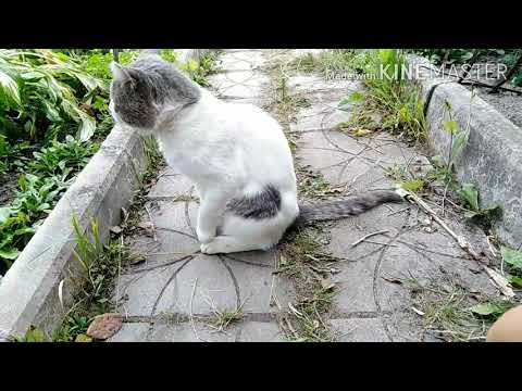 Осень На Носу, Что Дальше с Лилиями? Новый Кот / Elena Pero