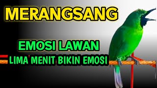 Download lagu Pancingan Cucak Ijo Gacor Memancing Lawan Agar Mau Tarung! Seketika Jamtrok dan Bongkar Isian mp3 Download lagu Pancingan Cucak Ijo Gacor Memancing Lawan Agar Mau Tarung! Seketika Jamtrok dan Bongkar Isian mp3