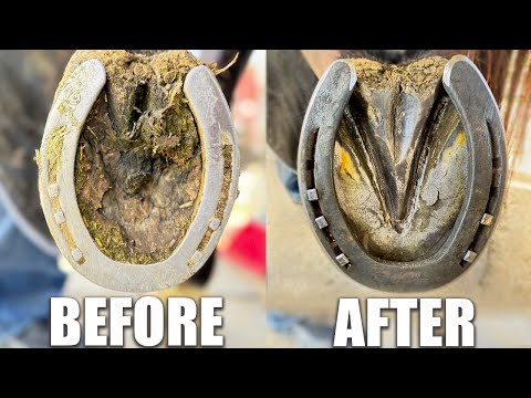 Satisfying Horse Hoof Restoration - 4K FARRIER ASMR