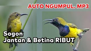Download lagu Suara pikat burung sogon paling ampuh mp3, 1000% jamin dapt mp3 Download lagu Suara pikat burung sogon paling ampuh mp3, 1000% jamin dapt mp3