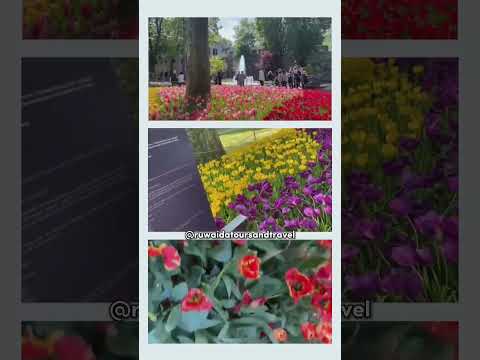 MUSIM SEMI DI TURKI BANYAK BUNGA TULIP MEKAR | RUWAIDA TOUR #shorts #TRAVEL #spring