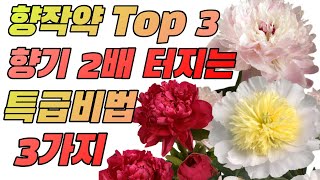 향기나는 작약 Top 3, 향이 2배 터지는 핵심노하우 3가지