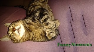 Funny Spazzy Cats 2015 [NEW HD]