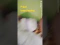 Part 3 Viral Proud Breastfeeding Viral Youtube Reels Youtubeshorts Breastfeed Tiktok