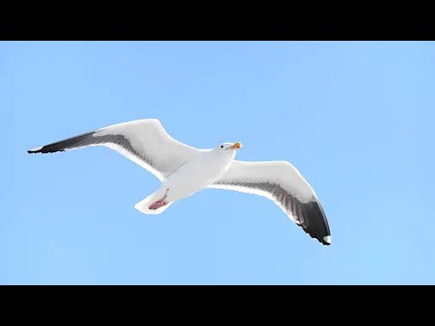 Vuelo Blanco de Gaviota ♪ Music by Ana Belen