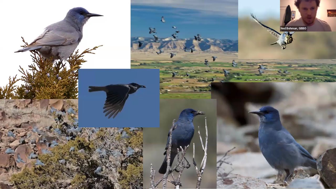 Pinyon Jays with Great Basin Bird Observatory