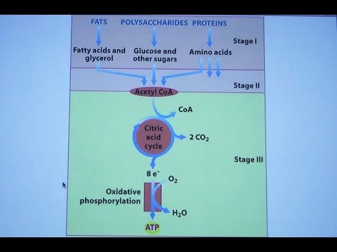 Ahern's Biochemistry #21 Glycolysis I