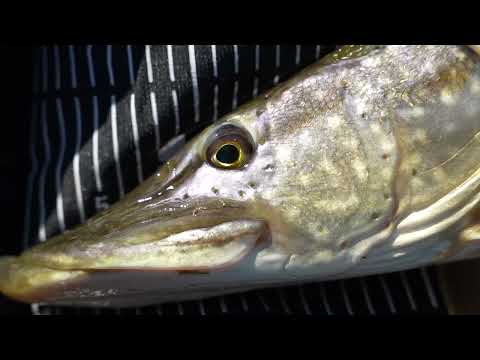 Ultimate Predator Mat 130cm | Your passion, our tackle