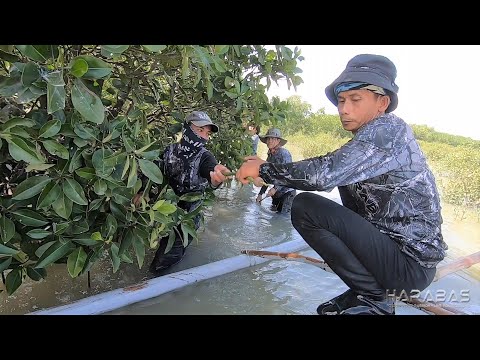 Ep295-Part 1 - Operation Tanim Bakawan | Lechon Manok sa Pananghalian | Occ. Mindoro