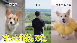 シニア犬と難病犬と子供の居る暮らし、唯一の悩みはこれでした