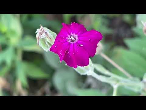 YouTube video about: Where to buy rose campion plants?
