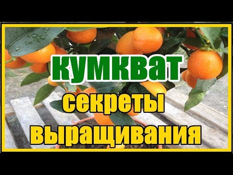 Цитрусовые на окне / Выращивание кумквата в домашних условиях