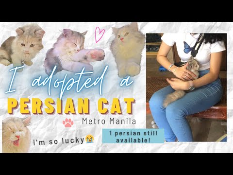 I Adopted a Persian Cat in Metro Manila ~ Best Decision Ever! Meeting Piper // Philippines