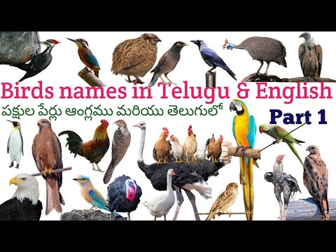 Names of birds in english and telugu - vocabulary - telugu to english