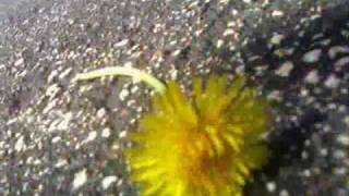 Directia 5 - Asa incepe dragostea