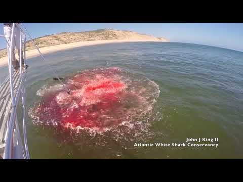 White Shark takes a grey seal off Wellfleet, Massachusetts