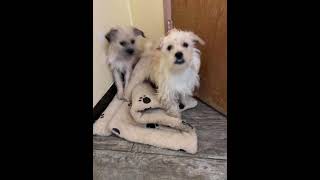 Video preview image #1 Mutt Puppy For Sale in Apple Valley, CA, USA