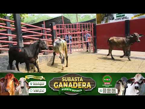 Lote 128 Subasta 11 de Septiembre de 2026