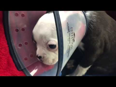 Boston Terrier 12 weeks puppy gets femur repair surgery